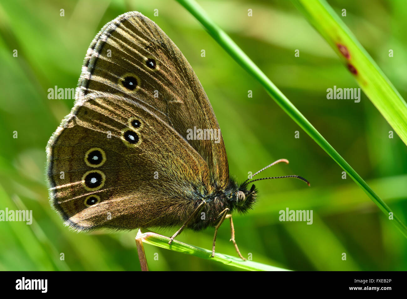 Ringlet butterfly (Aphantopus hyperantus). Butterfly nella famiglia Nymphalidae a riposo su una lama di erba, mostrando i falsi occhi Foto Stock