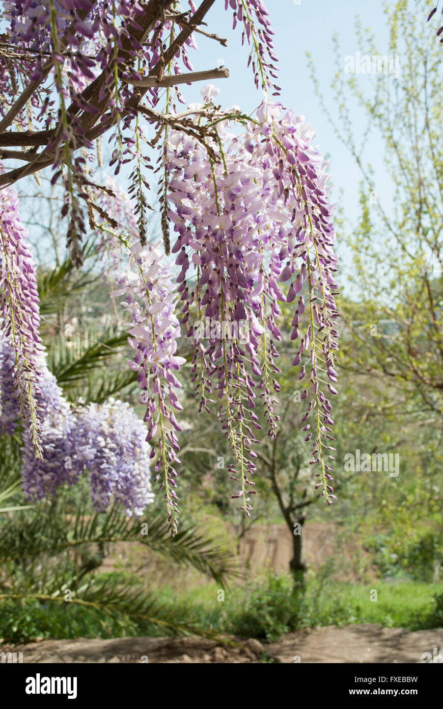 Pianta di glicine in un antico cortile con altri Fiori Foto Stock