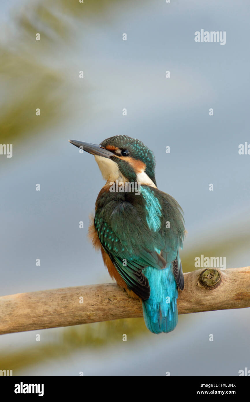 Comuni / Kingfisher Eisvogel ( Alcedo atthis ) mostra il suo grazioso piumaggio blu, guardando indietro sopra la sua spalla, vista dal retro. Foto Stock