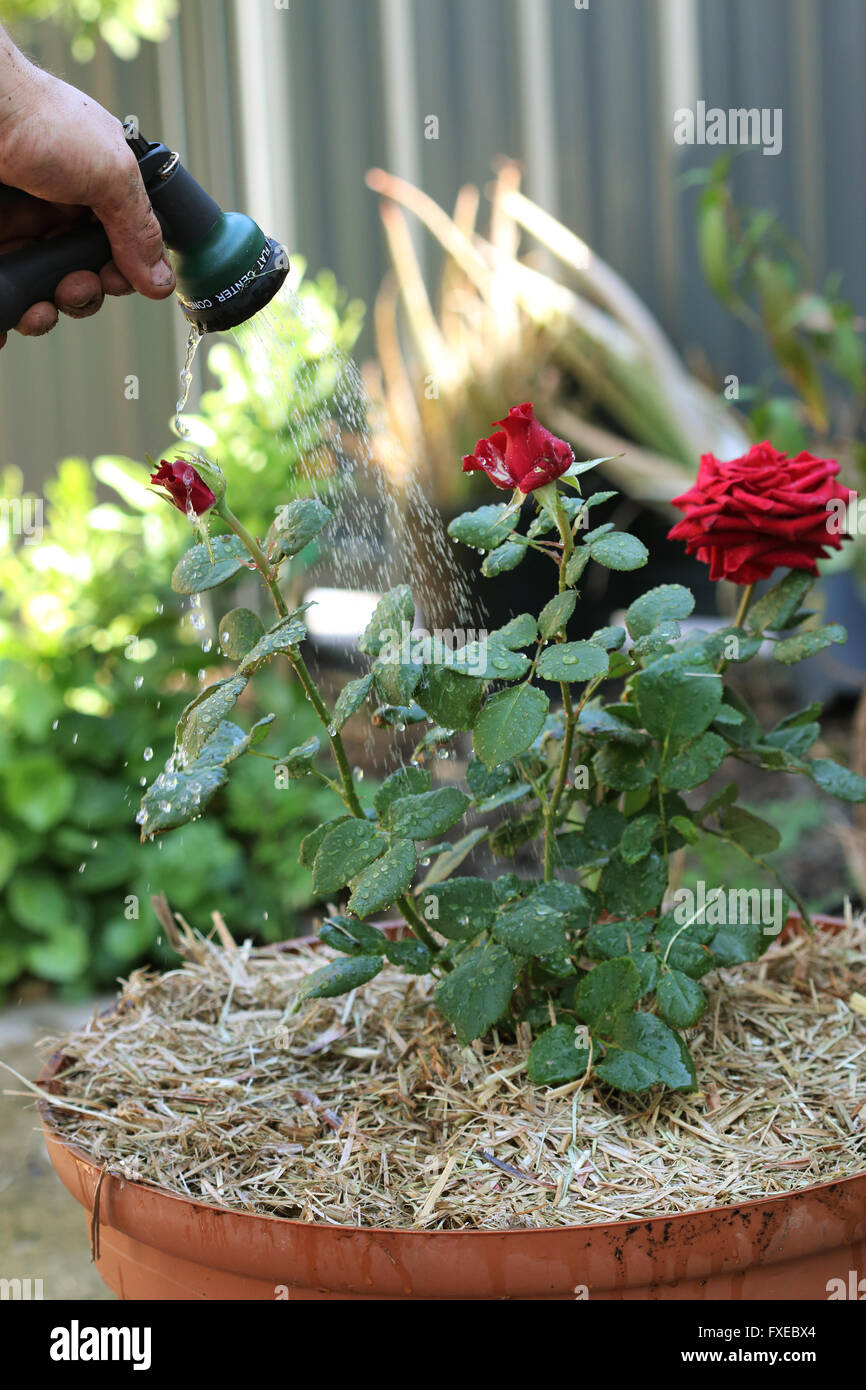 Abbeveraggio red rose impianto con tubo flessibile da giardino Foto Stock