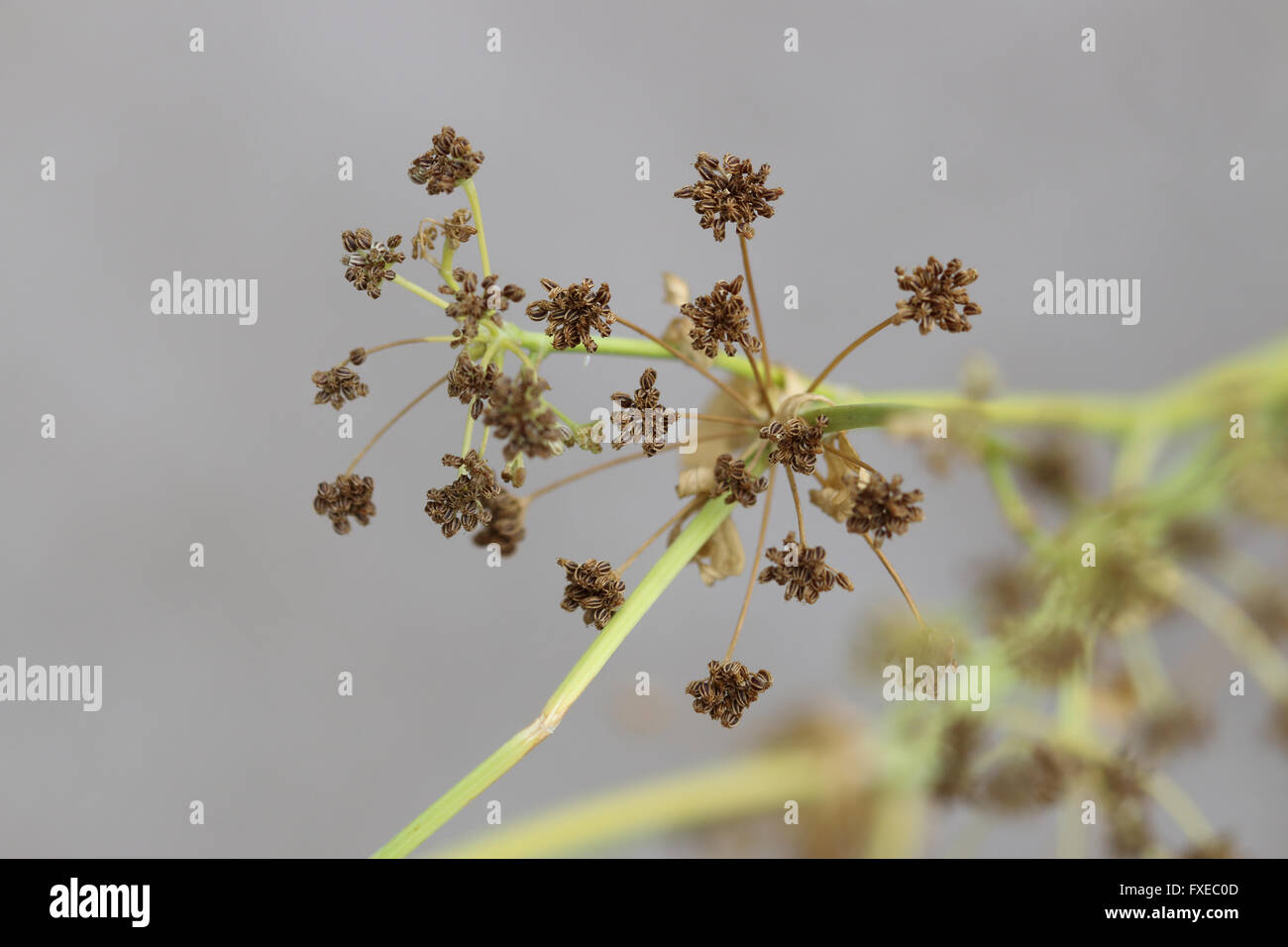 Macro Immagine cinese di sedano Apium graveolens semi Foto Stock