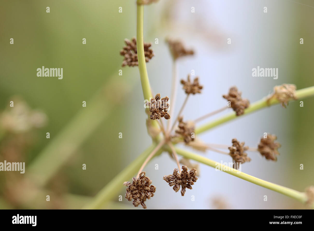 Close up macro cinese di sedano Apium graveolens semi Foto Stock