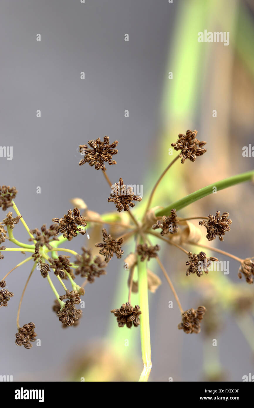 Macro Immagine cinese di sedano Apium graveolens semi Foto Stock