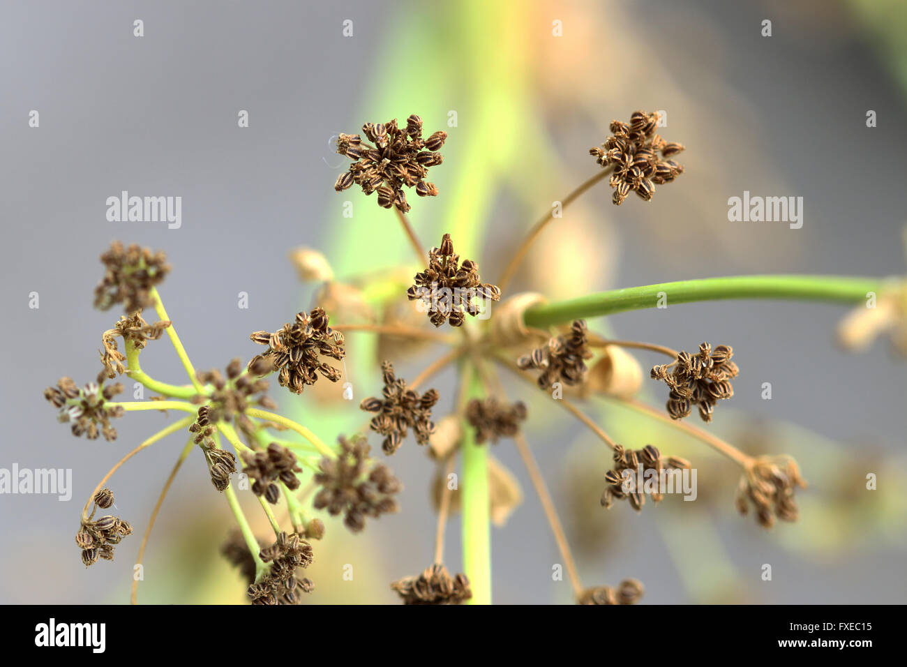 Macro Immagine cinese di sedano Apium graveolens semi Foto Stock