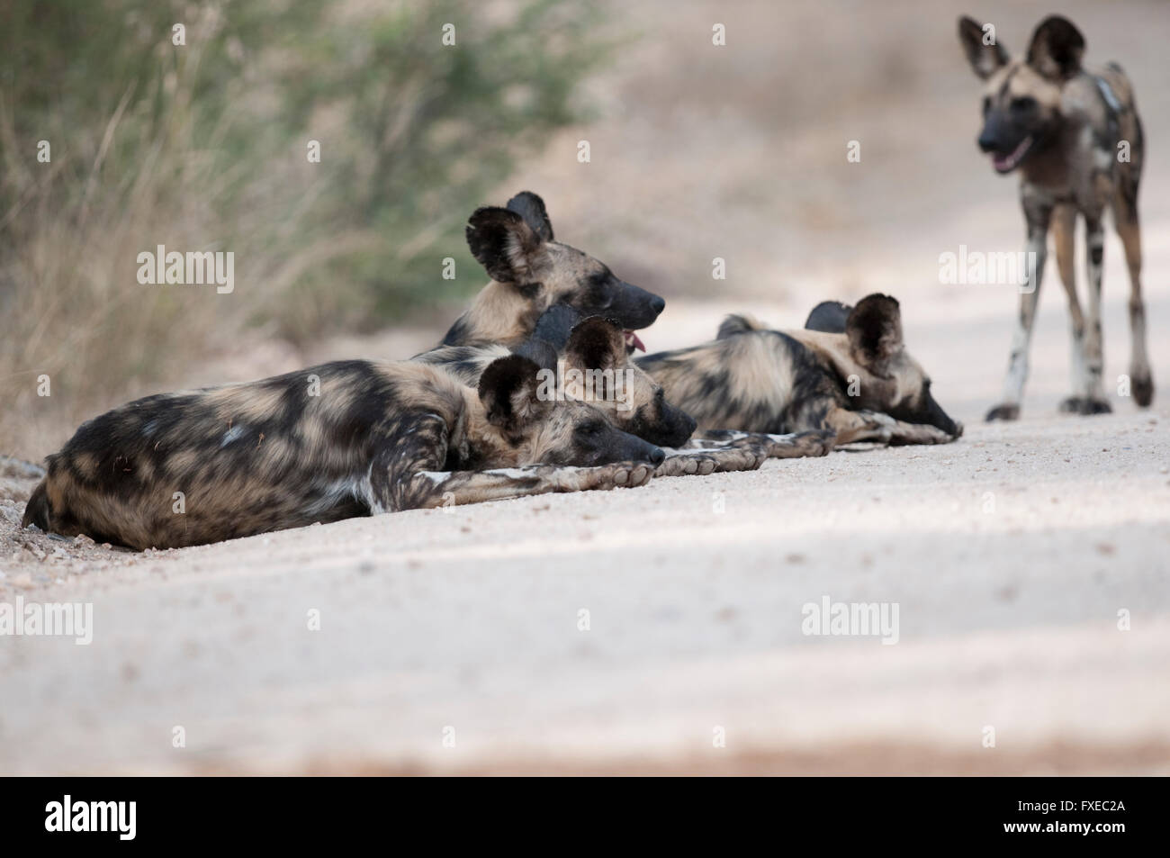 African Wild Dog (Lycaon pictus) pacco giacente su una strada nel Parco Nazionale di Kruger, Sud Africa Foto Stock