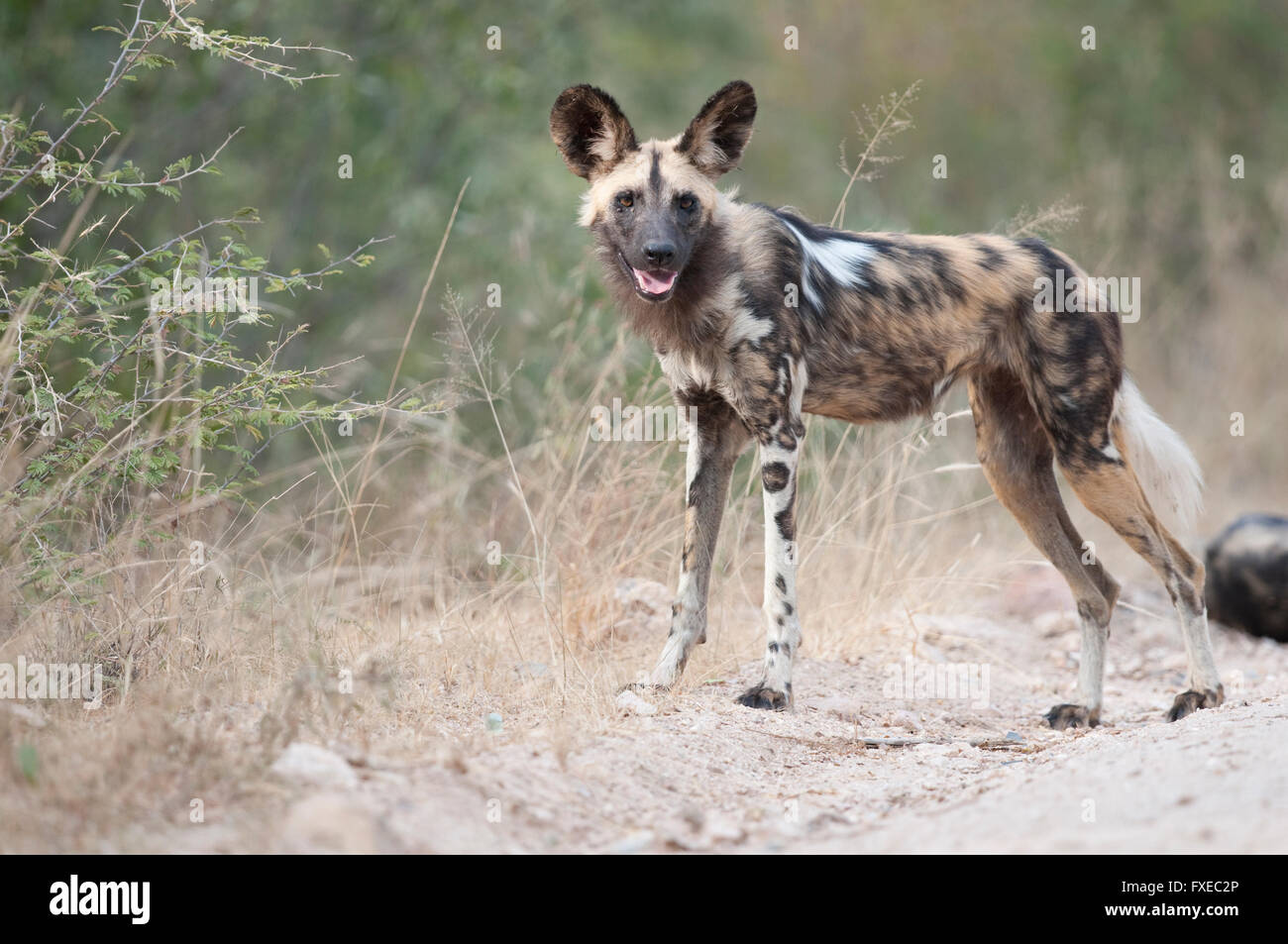 African Wild Dog (Lycaon pictus) nel Parco Nazionale di Kruger, Sud Africa Foto Stock
