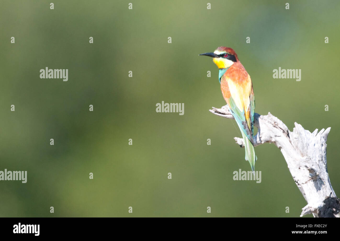 Unione Gruccione (Merops apiaster) sorge nel Parco Nazionale di Kruger, Sud Africa Foto Stock