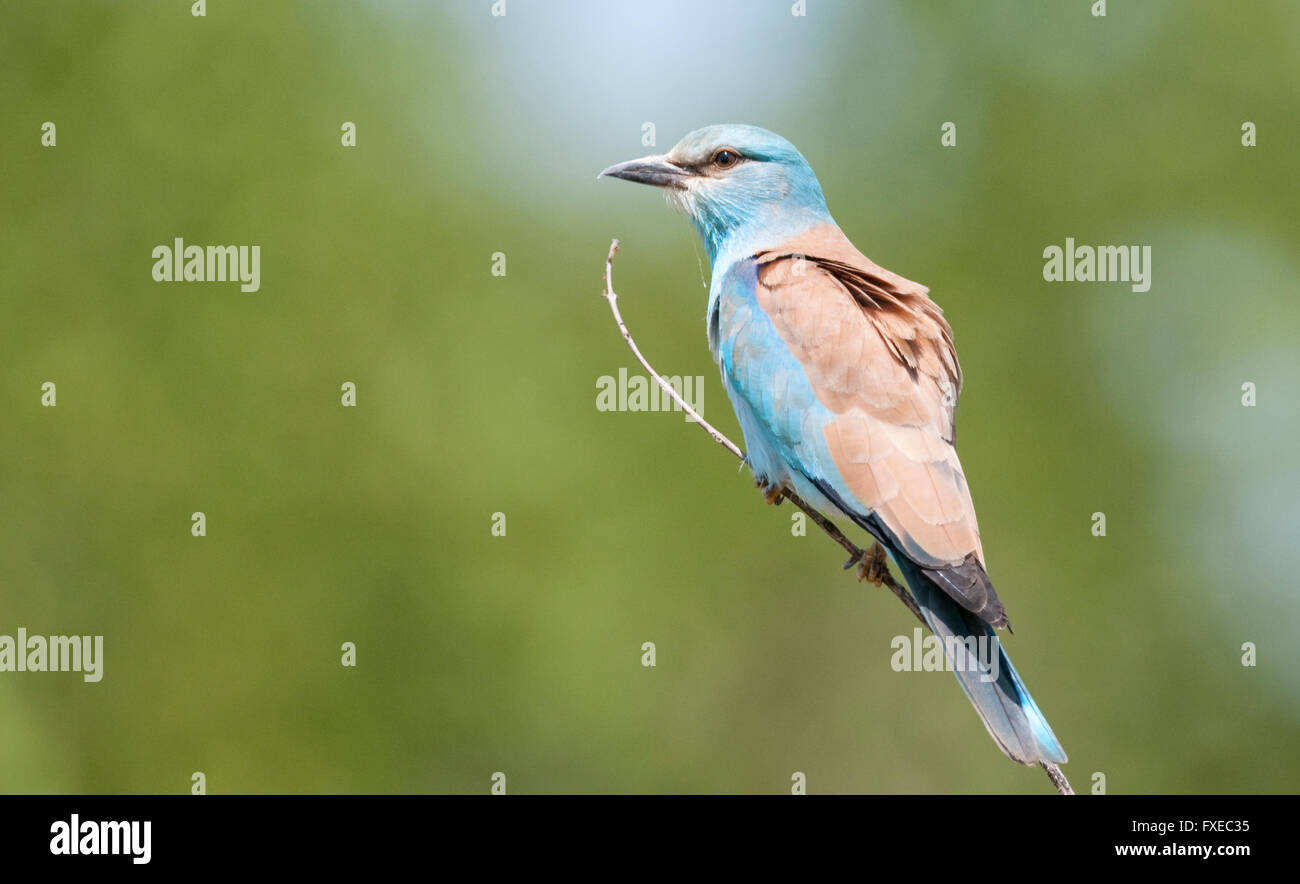 Rullo europea (Coracias garrulus) nel Parco Nazionale di Kruger, Sud Africa Foto Stock