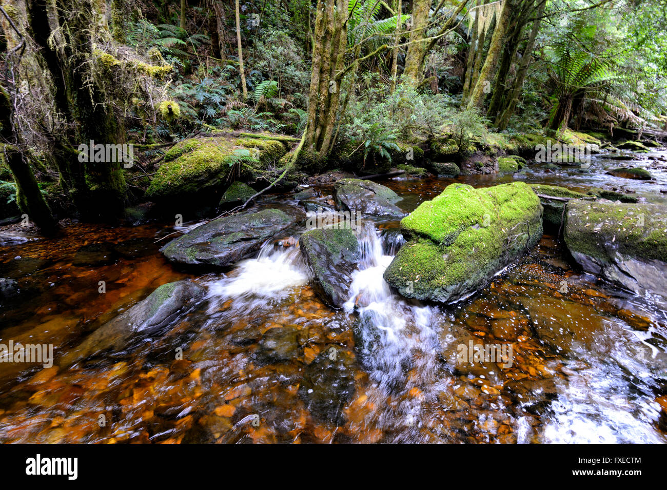 La foresta pluviale temperata, Cradle Mountain-Lake St Clair National Park, la Tasmania, TAS, Australia Foto Stock