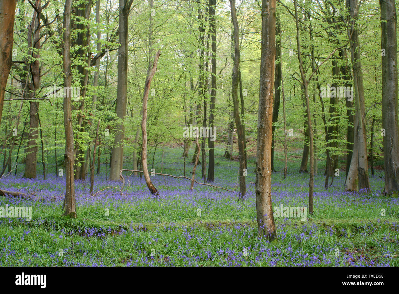 Bluebell Woodland Foto Stock