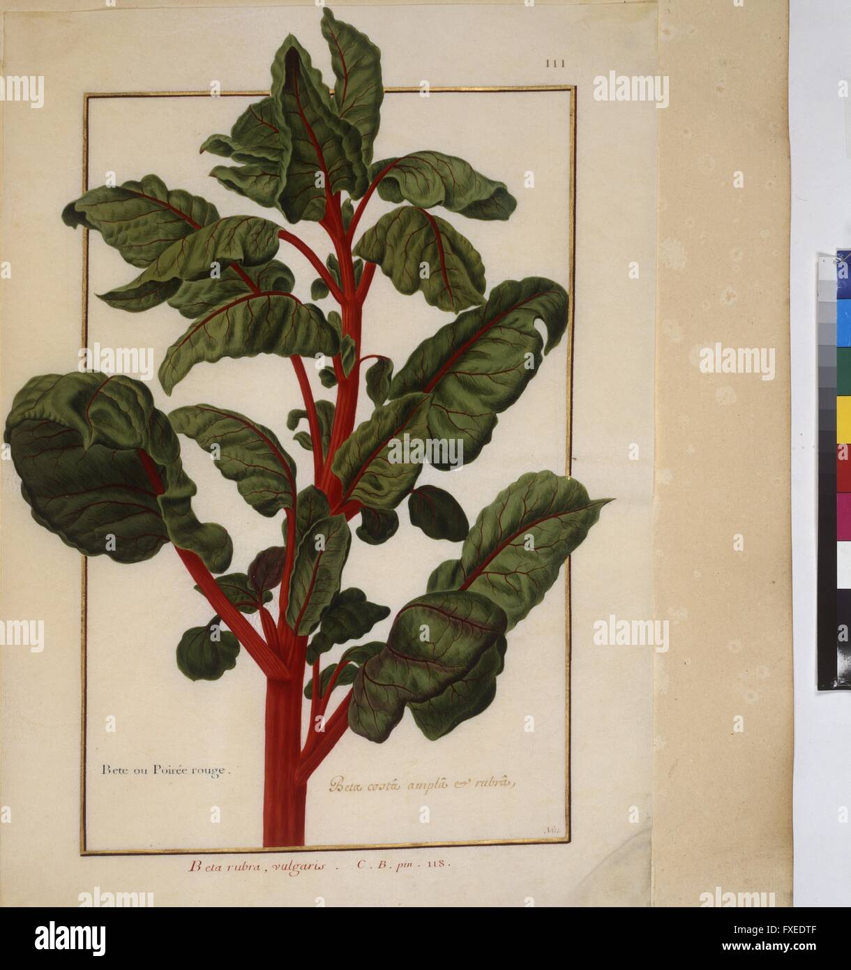 Cod. Min. 53, Bd. 3, fol. 111: Florilegium des Prinzen Eugen von Savoyen: Beta rubra - Rote Bete Foto Stock