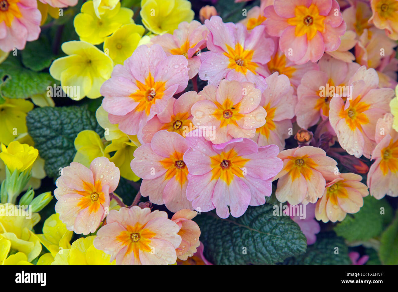 Polyanthus nel giardino di pietra contenitore giallo pallido e varietà di rosa Foto Stock
