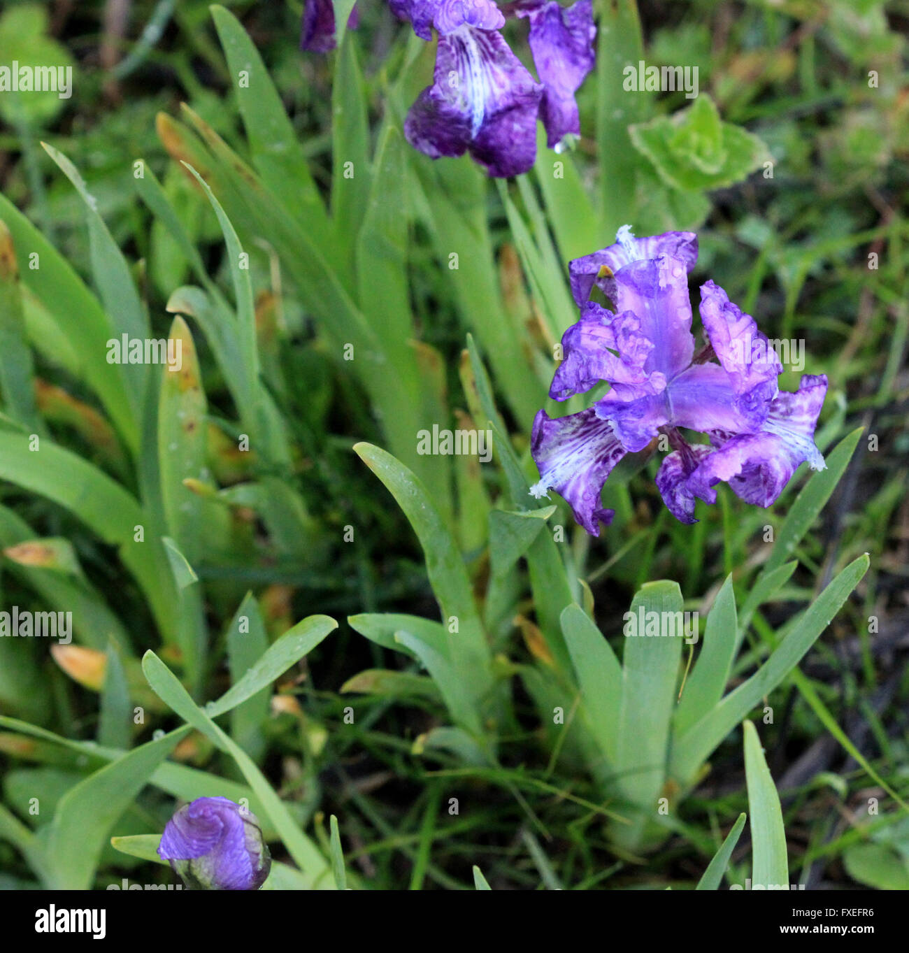 Iris hookeriana, Hooker di Iris, rhizomatous perenne di erbe alpine Himalaya con foglie lineari, bluastro fiori viola Foto Stock