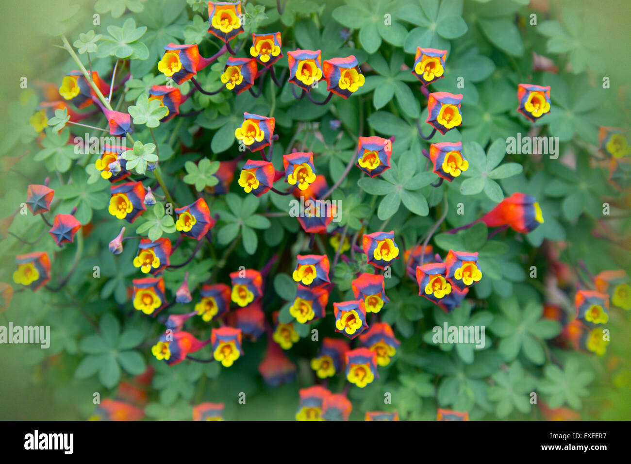 Cileno Nasturtium Tropaeolum tricolore Foto Stock
