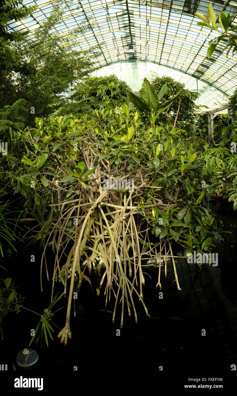 Vegetazione tropicale in Serres d'Auteuil Paris Foto Stock