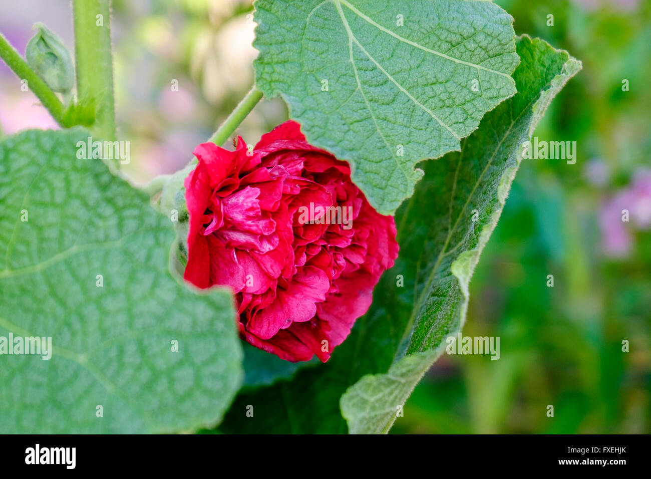 Carta di Double Red hollyhock blossom. Oklahoma, Stati Uniti d'America. Foto Stock