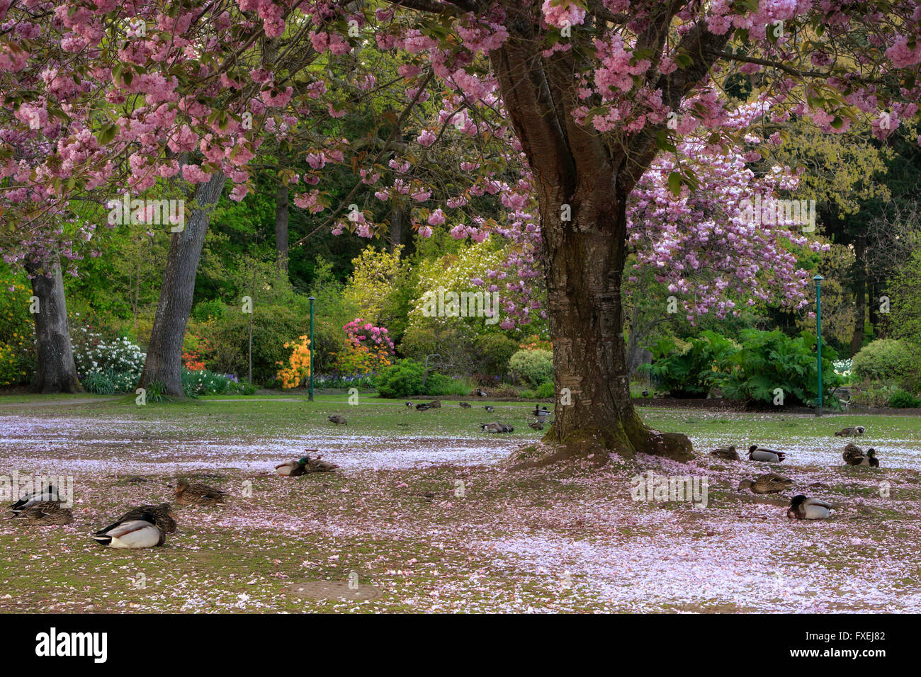Le anatre domestiche in appoggio sul giapponese caduti fiori di ciliegio in Beacon Hill Park-Victoria, British Columbia, Canada. Foto Stock