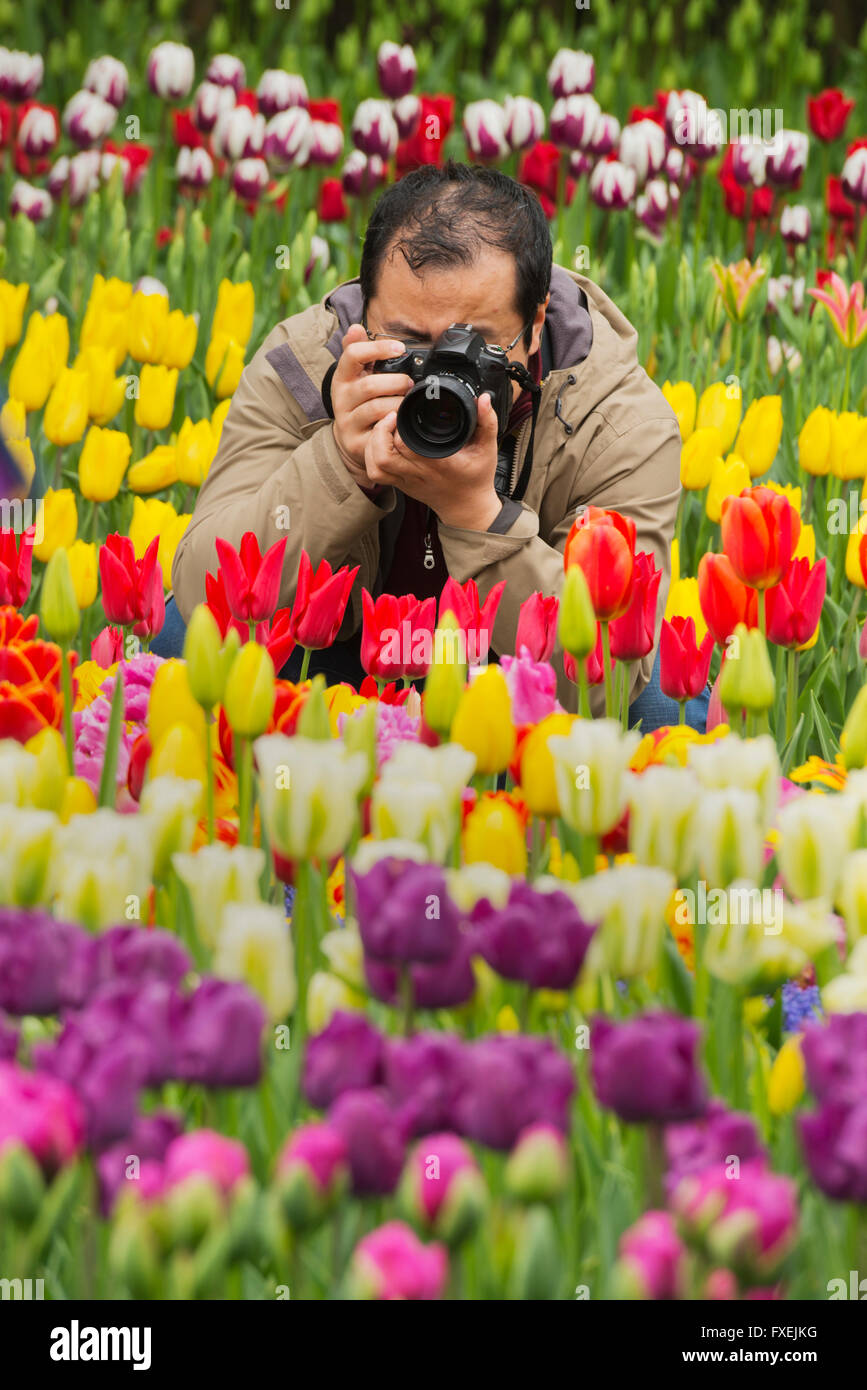 Uomo di fotografare i tulipani in fiore, giardino, Skagit Valley, Washington, Aprile Foto Stock