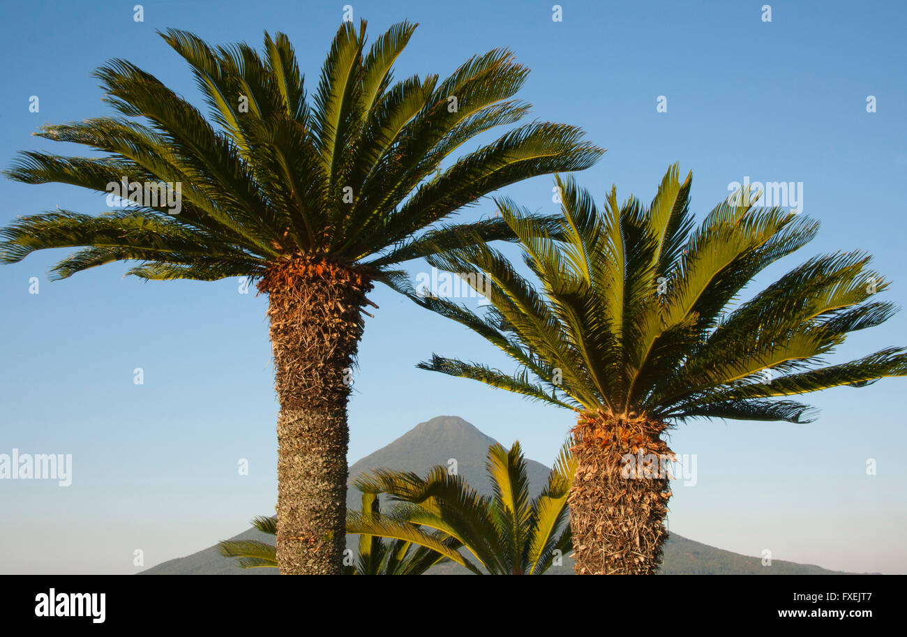 Palme da sago e picco di Mt. Kaimondake vulcano, Kyushu, Giappone Foto Stock