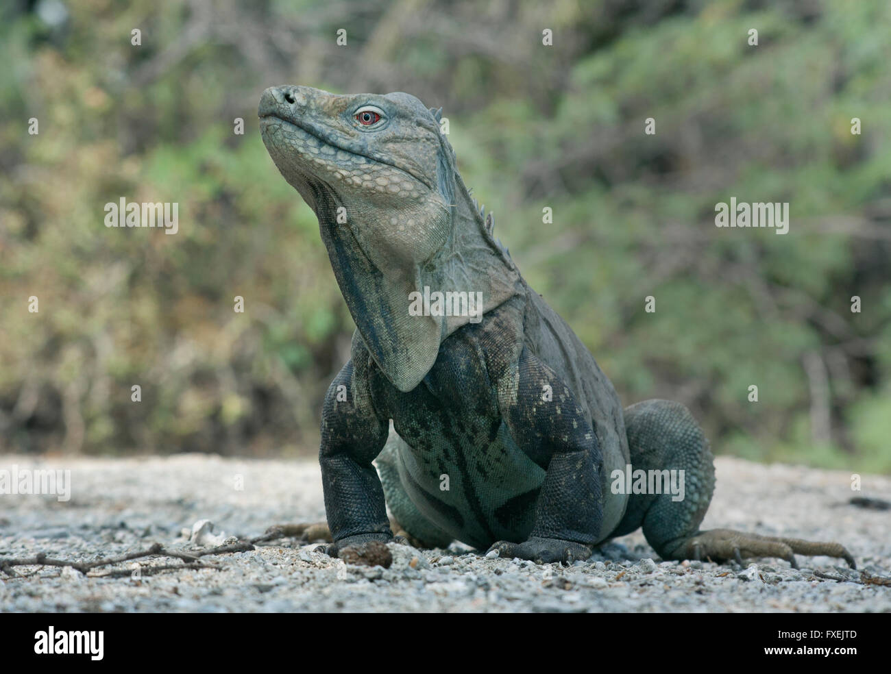 Hispaniolan o ricord di massa (Iguana Cyclura ricordi) specie gravemente minacciate, lago Enriquillo, Repubblica Dominicana Foto Stock