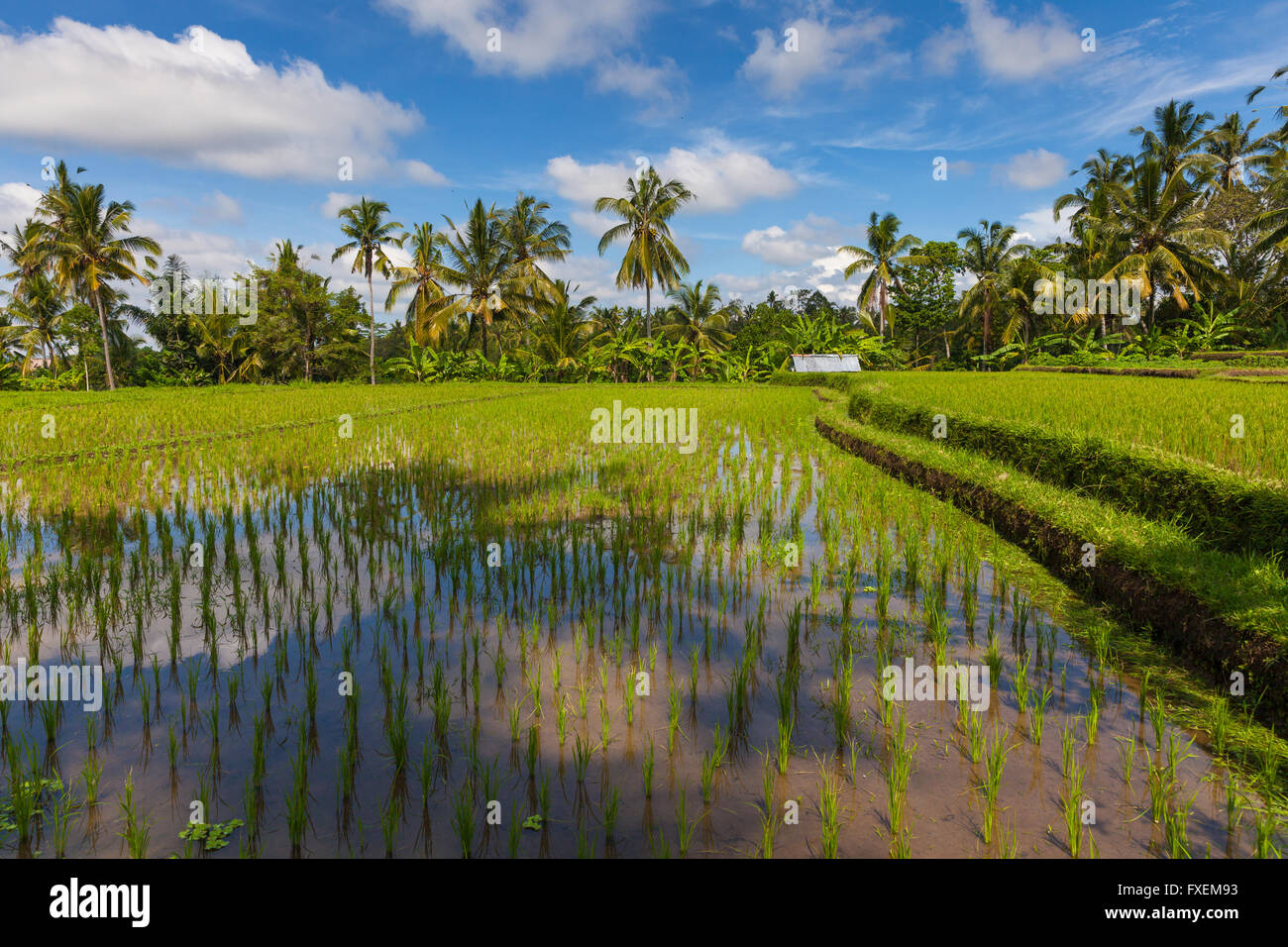 Paesaggio diurno dei campi di riso in Ubud, Bali, Indonesia. Foto Stock