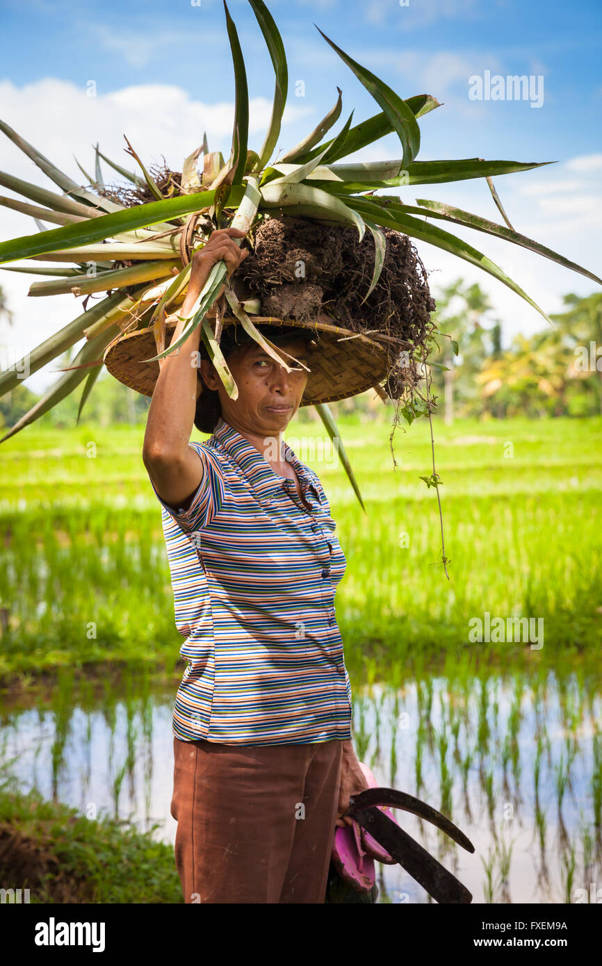 Ubud, Indonesia - 28 Febbraio 2016: Donna agricoltore colture portante sulla sua testa sul riso filends in Ubud, Bali, Indonesia Foto Stock