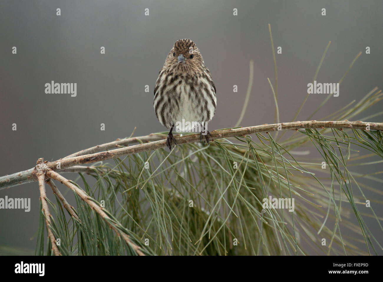 Pine lucherino posatoi con soddisfazione sul ramo di pino Foto Stock