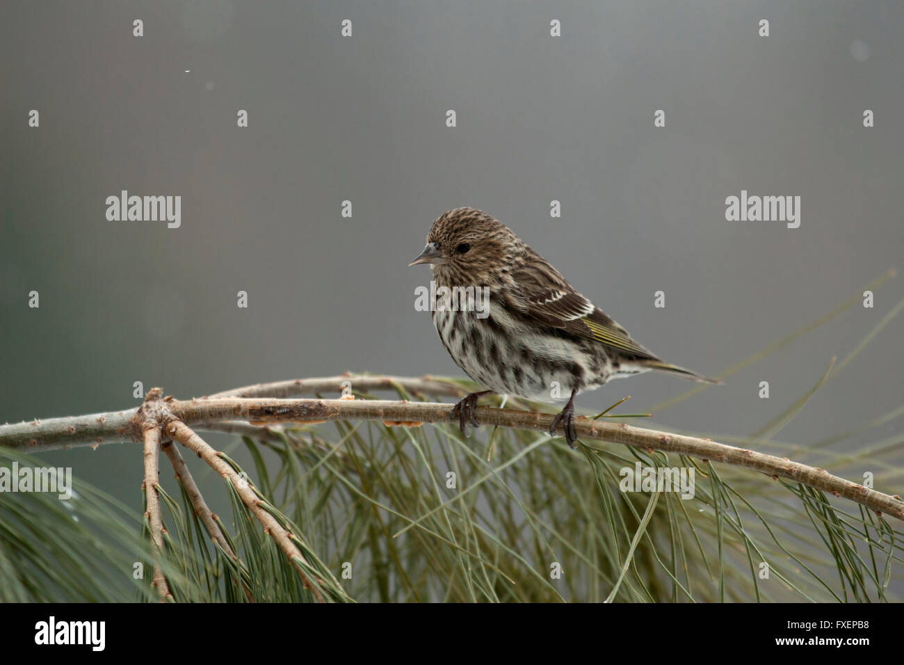 Pine lucherino posatoi sul ramo di pino Foto Stock