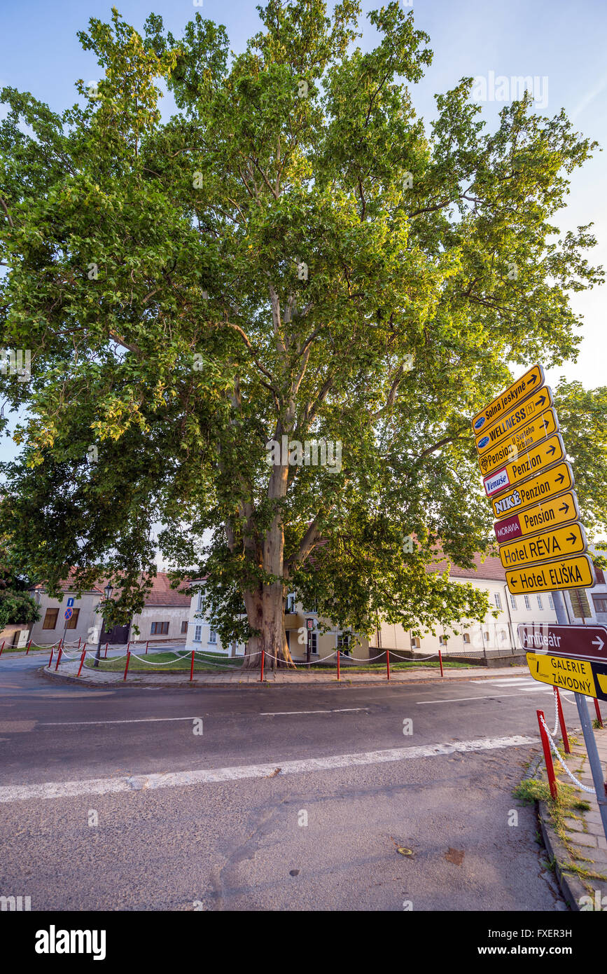 Enorme London plane tree (platanus acerifolia, Platanus hispanica) nella città di Mikulov, regione Moravia, Repubblica Ceca Foto Stock