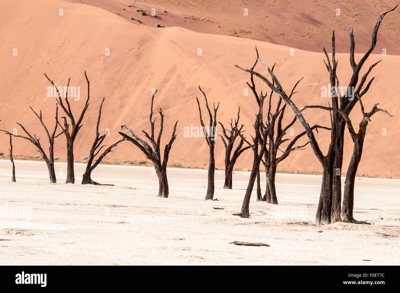 Morto alberi Camelthorn, Acacia erioloba, in salina di Dead Vlei, Namib Naukluft Desert, Sossusvlei, Namibia, Africa occidentale Foto Stock