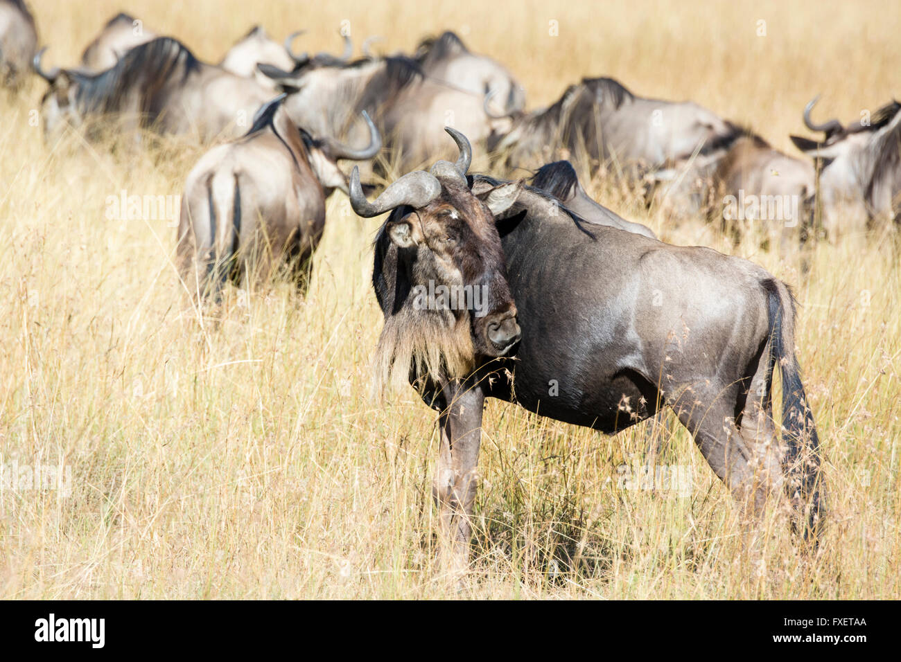 Vista laterale di un GNU, Connochaetes taurinus, il Masai Mara riserva nazionale, Kenya, Africa orientale Foto Stock