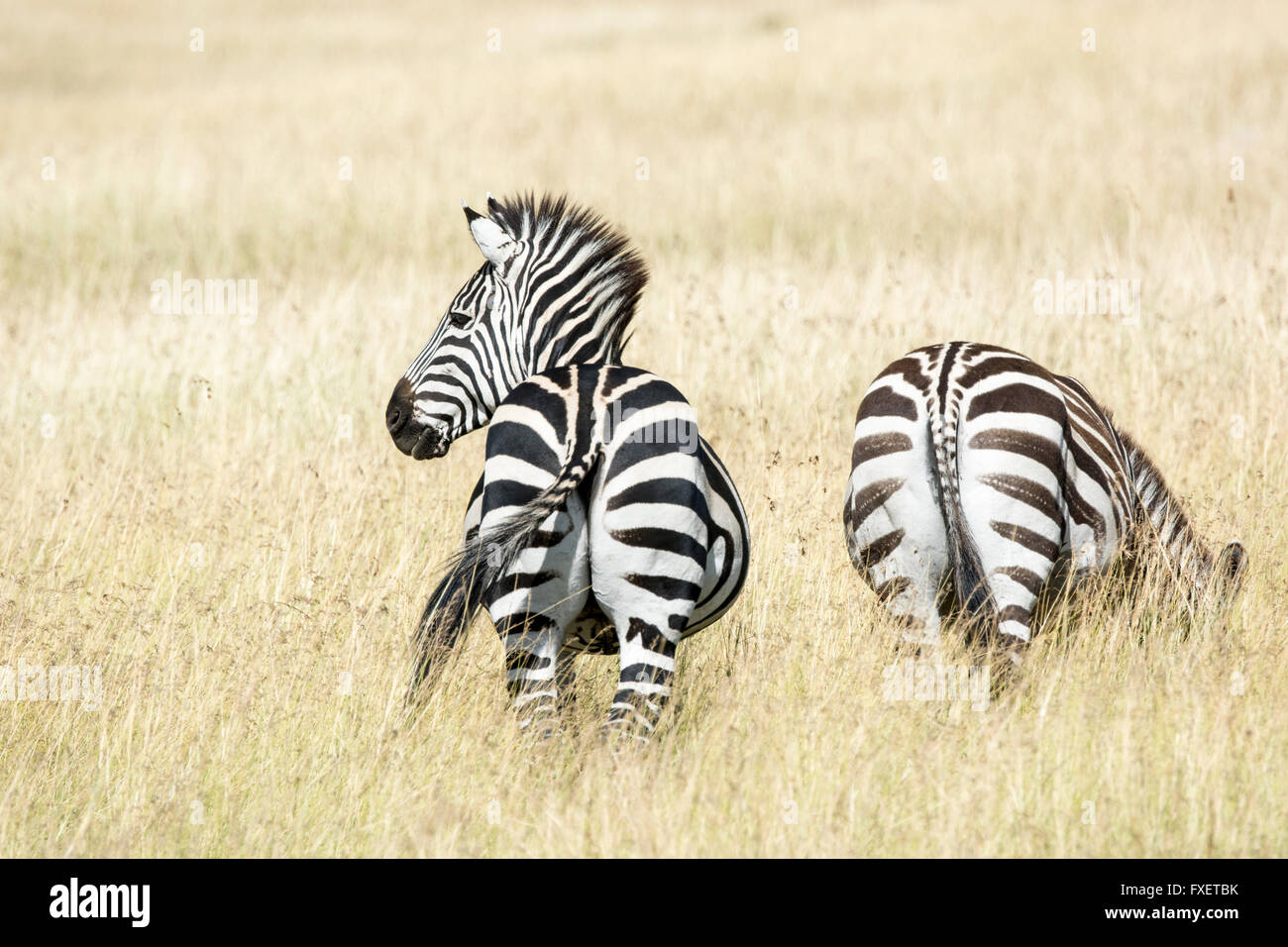 Due Burchell's zebre, Equus quagga, il Masai Mara riserva nazionale, Kenya, Africa orientale Foto Stock