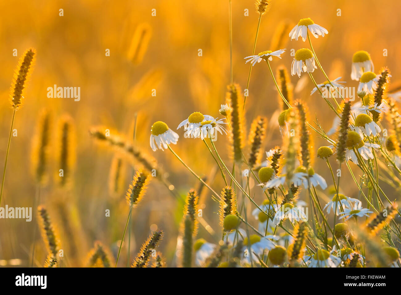 Campo di margherite di colore giallo brillante luce sun prato estivo luminose Foto Stock
