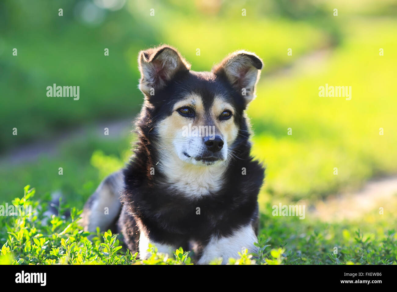 Divertente cane nero carino orecchie seduto sull'erba il sole estivo orecchie verde grazioso cucciolo Foto Stock