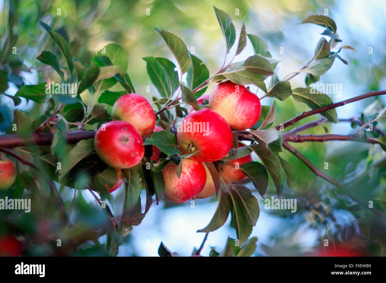 Le mele sono il frutto del giardino mature succosa frutta rossa è maturo il giardino Foto Stock