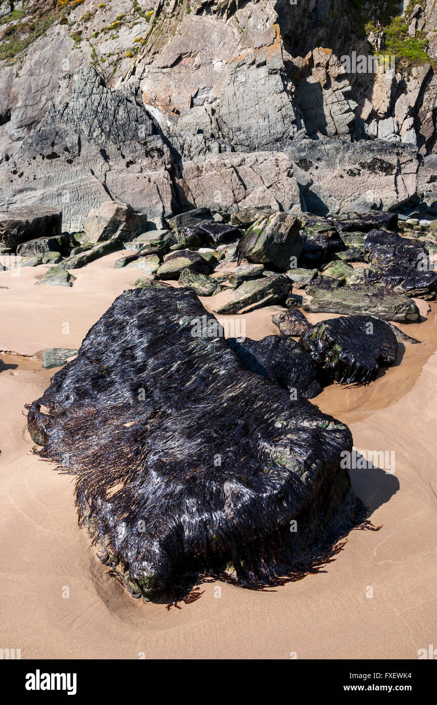 Liscio, lucido alghe drappeggiato sulle rocce a Marloes sands, Pembrokeshire, Galles. Foto Stock
