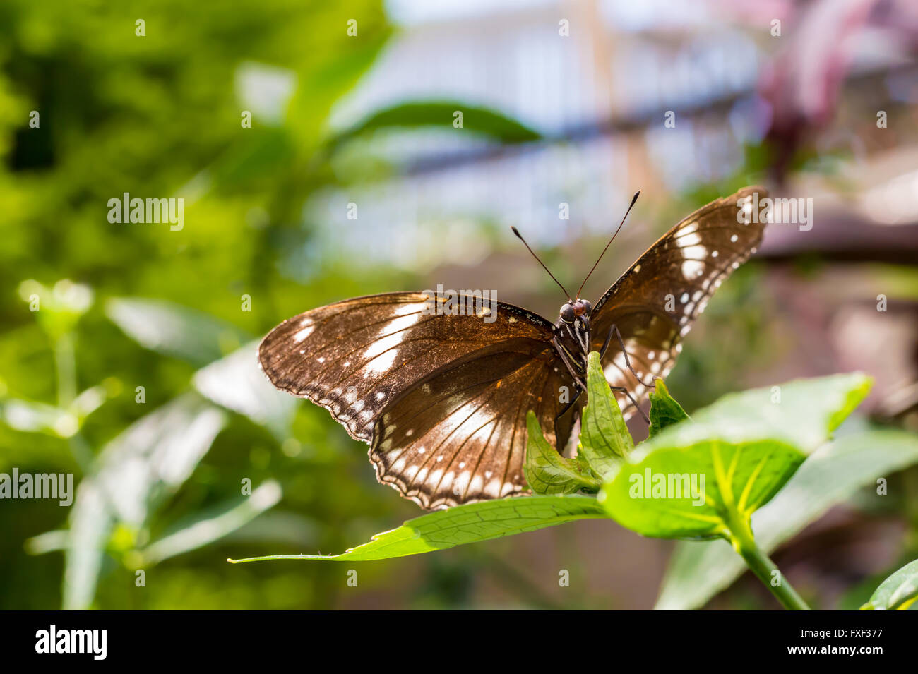 Uovo grande-fly butterfly (Hypolimnas bolina) Foto Stock