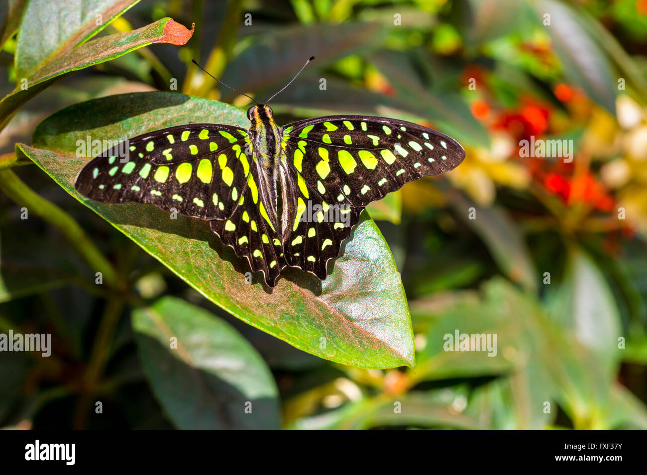La coda di Jay Butterfly, aka Graphium Agamennone, su una foglia Foto Stock