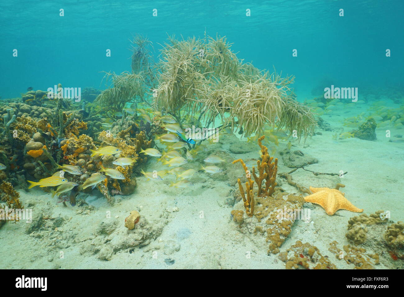 Vita sottomarina composto da coralli, pesci di scogliera, spugne e una stella di mare su un fondale poco profondo del Mar dei Caraibi Foto Stock