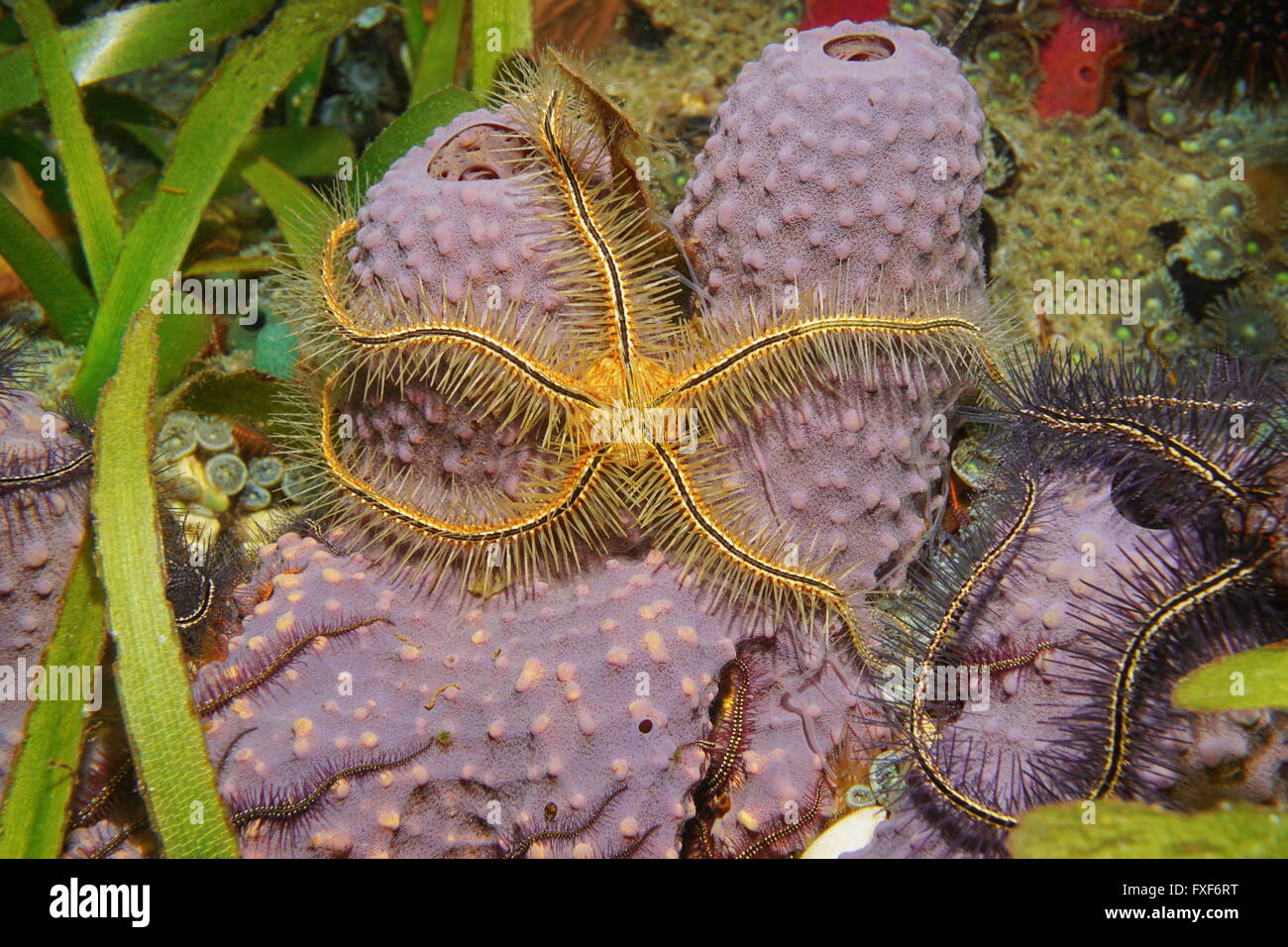 La vita marina, un Suenson fragile della stella, Ophiothrix suensoni su un tubo di derivazione spugna, Aiolochroia crassa, Mar dei Caraibi Foto Stock