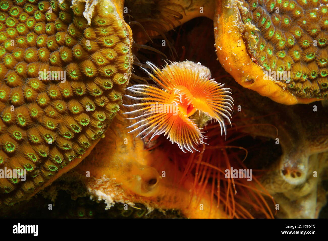 Vita sottomarina, pezzata di rosso worm a ferro di cavallo, Protula sp., vicino a boulder stelle Coral, Mar dei Caraibi Foto Stock