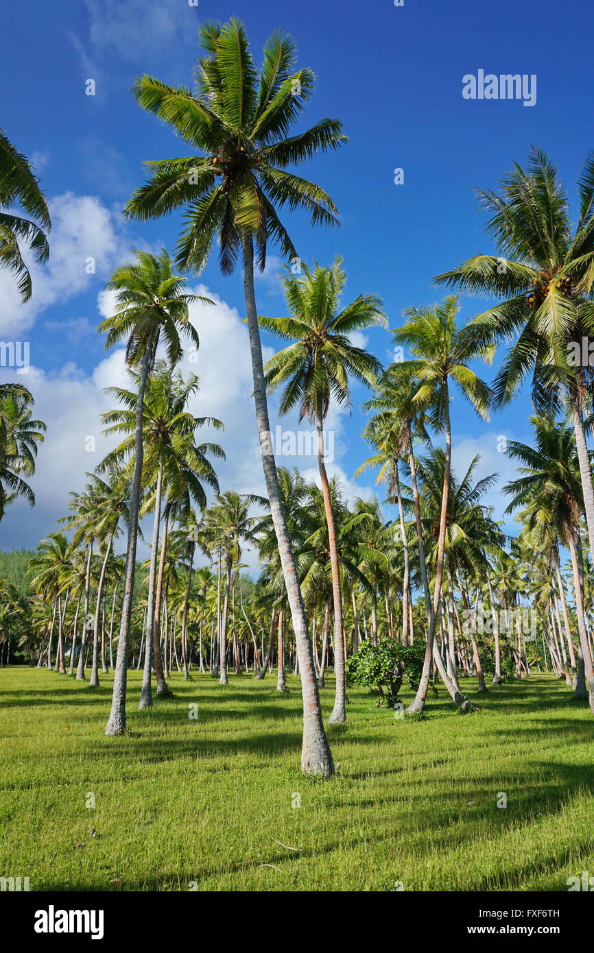 Piantagione di palme di cocco sul terreno erboso, Huahine, Isole Sottovento, Polinesia Francese Foto Stock
