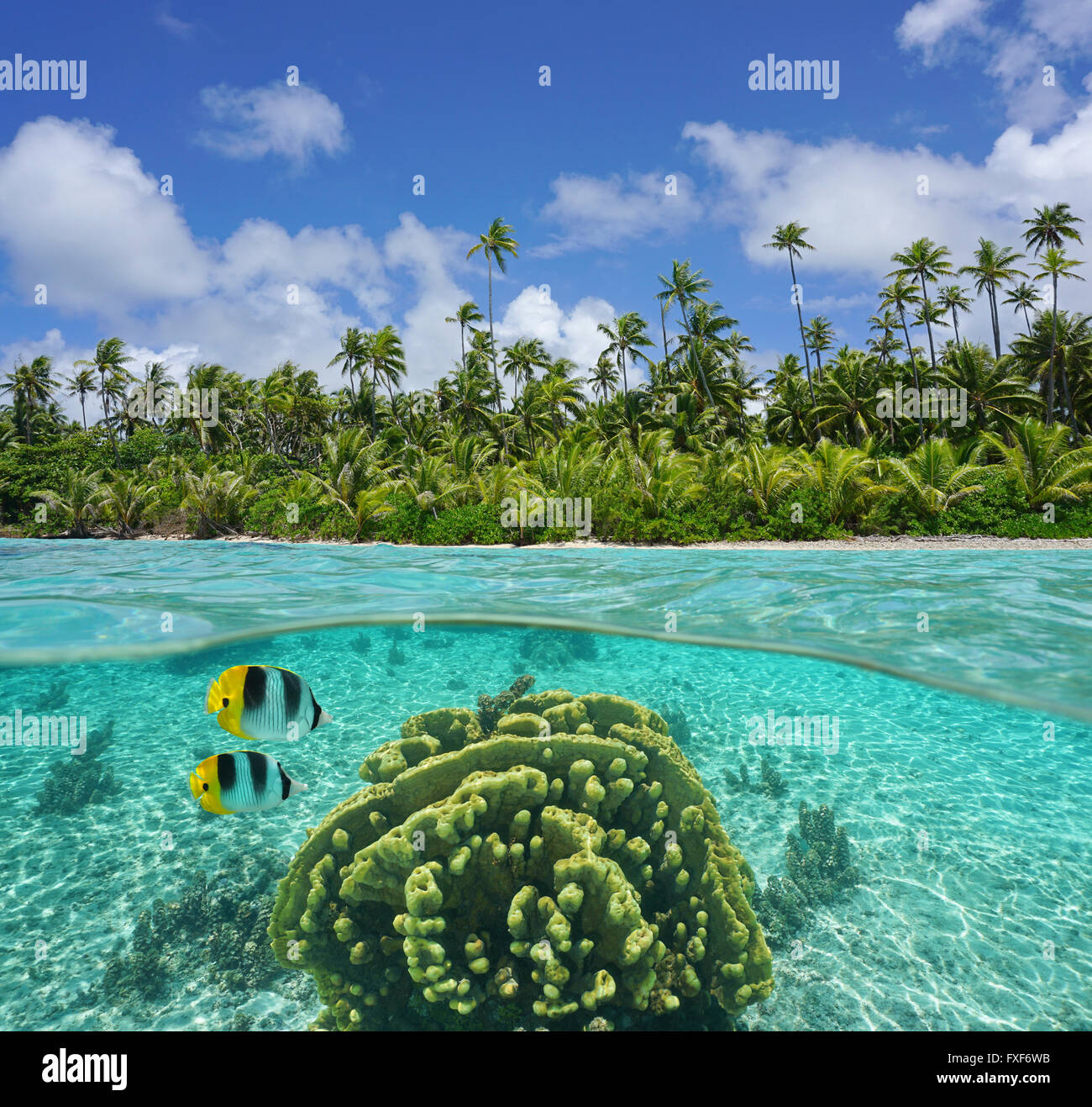 Costa tropicale con palme da cocco e coralli subacqueo, vista suddivisa al di sopra e al di sotto della superficie, oceano pacifico, Polinesia Francese Foto Stock