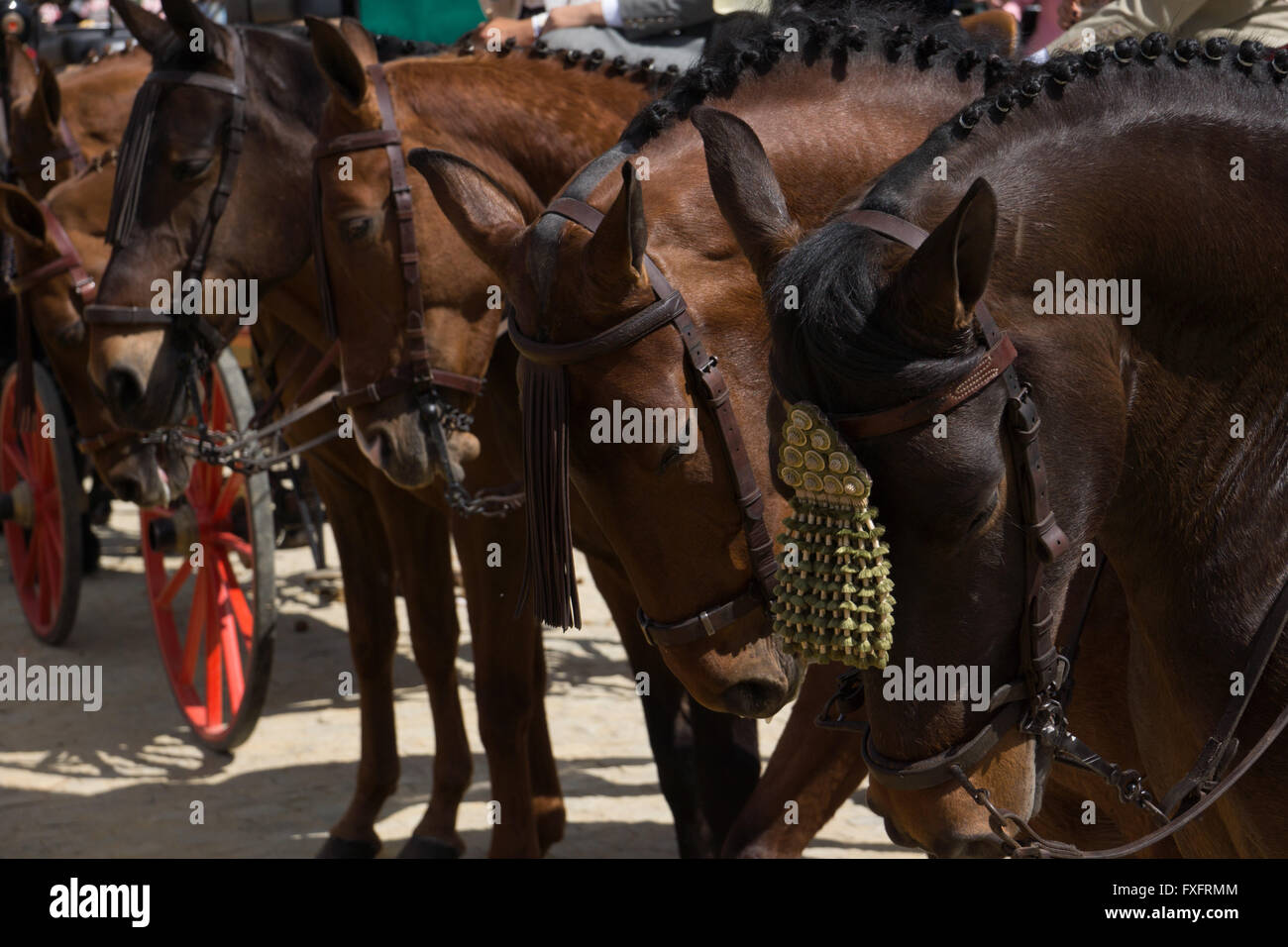 Dettaglio delle teste di cavallo a Feria de Abril (Fiera di Aprile) de Sevilla a Siviglia, Spagna Foto Stock