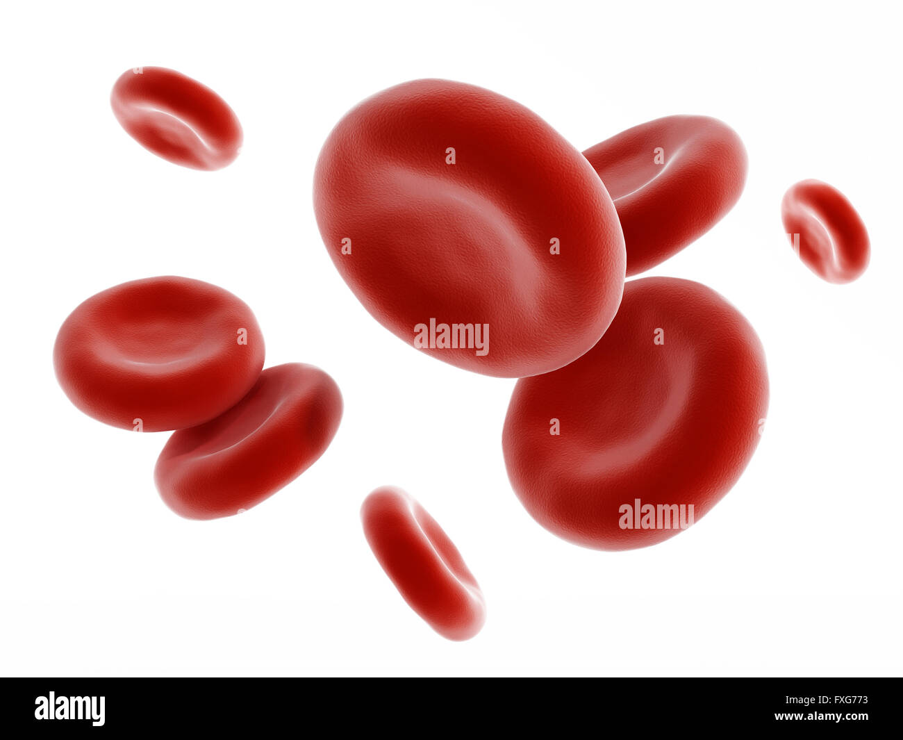Cellule di sangue rosso isolato su sfondo bianco Foto Stock