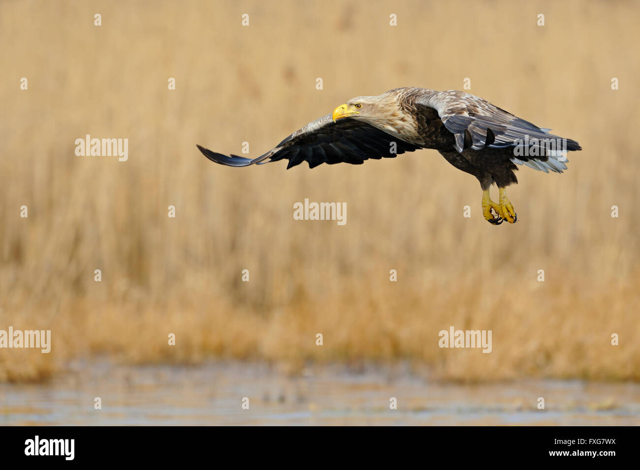White Tailed Eagle / Sea Eagle ( Haliaeetus albicilla ), adulti rapace, sorvolando zone umide circondate da golden reed. Foto Stock