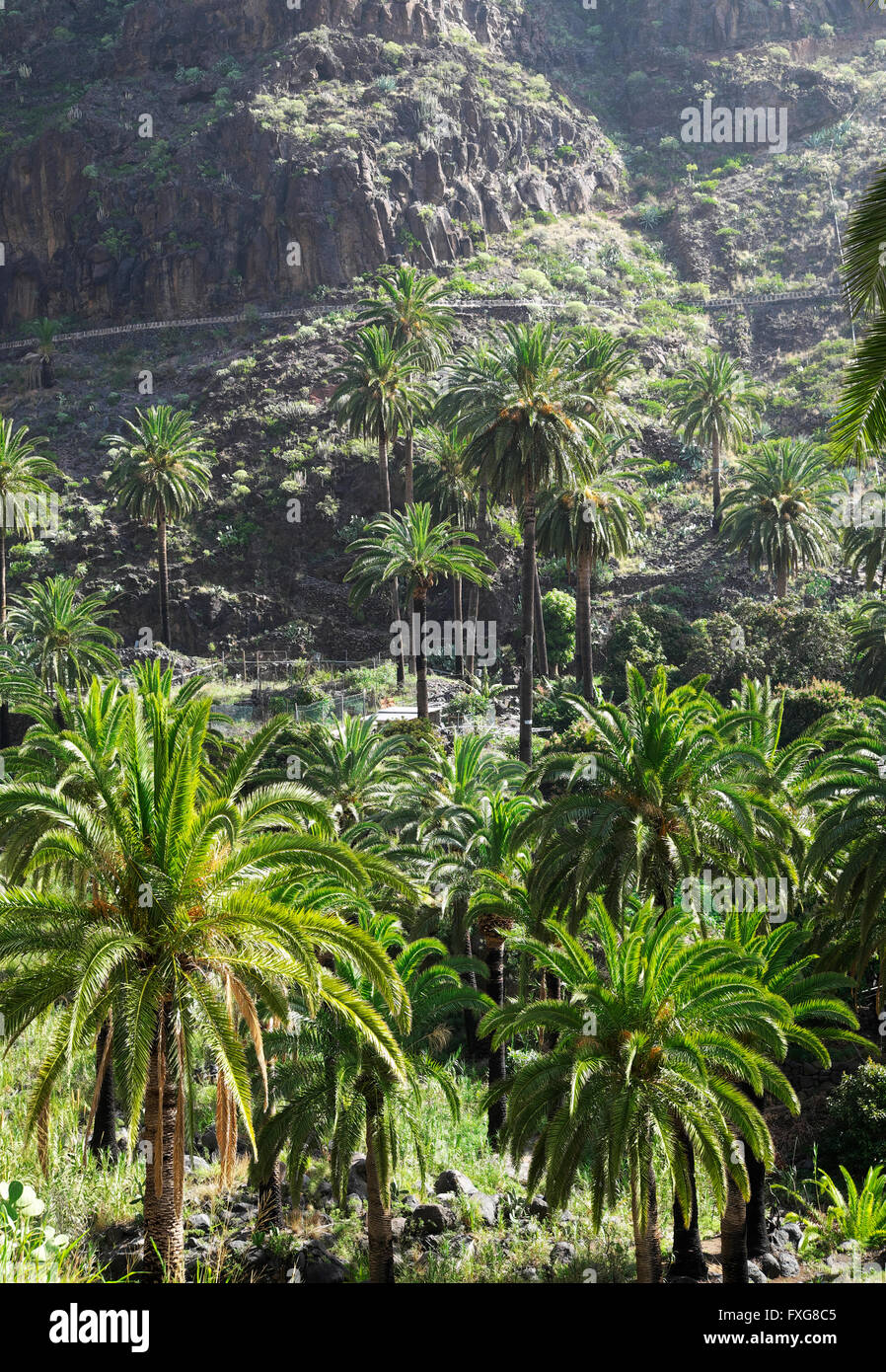 Alberi di palma in Valle Gran Rey, La Gomera, isole Canarie, Spagna Foto Stock