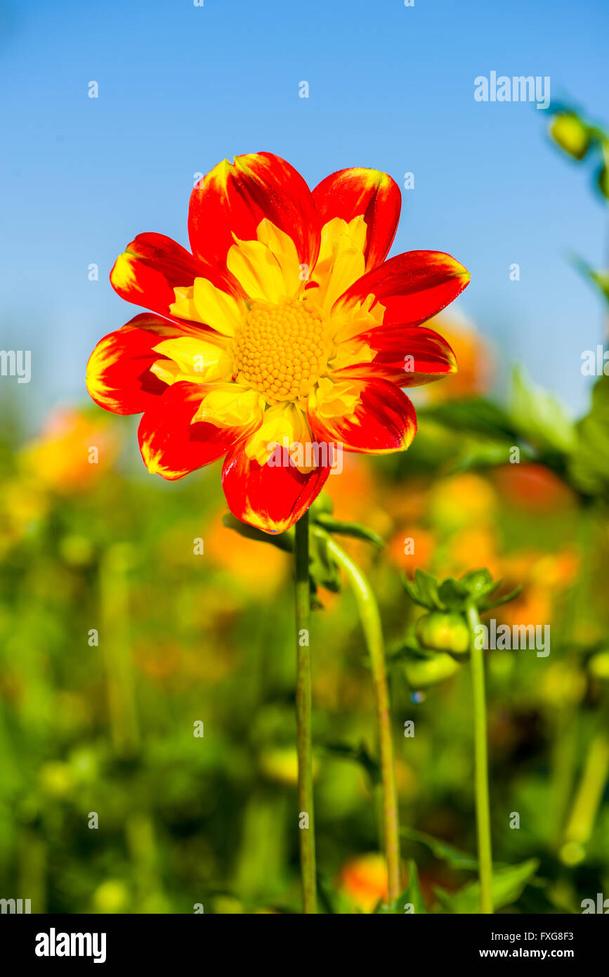 Dahlia (Dahlia sp.) fiore chiamato Pooh, Heidenau, Bassa Sassonia, Germania Foto Stock