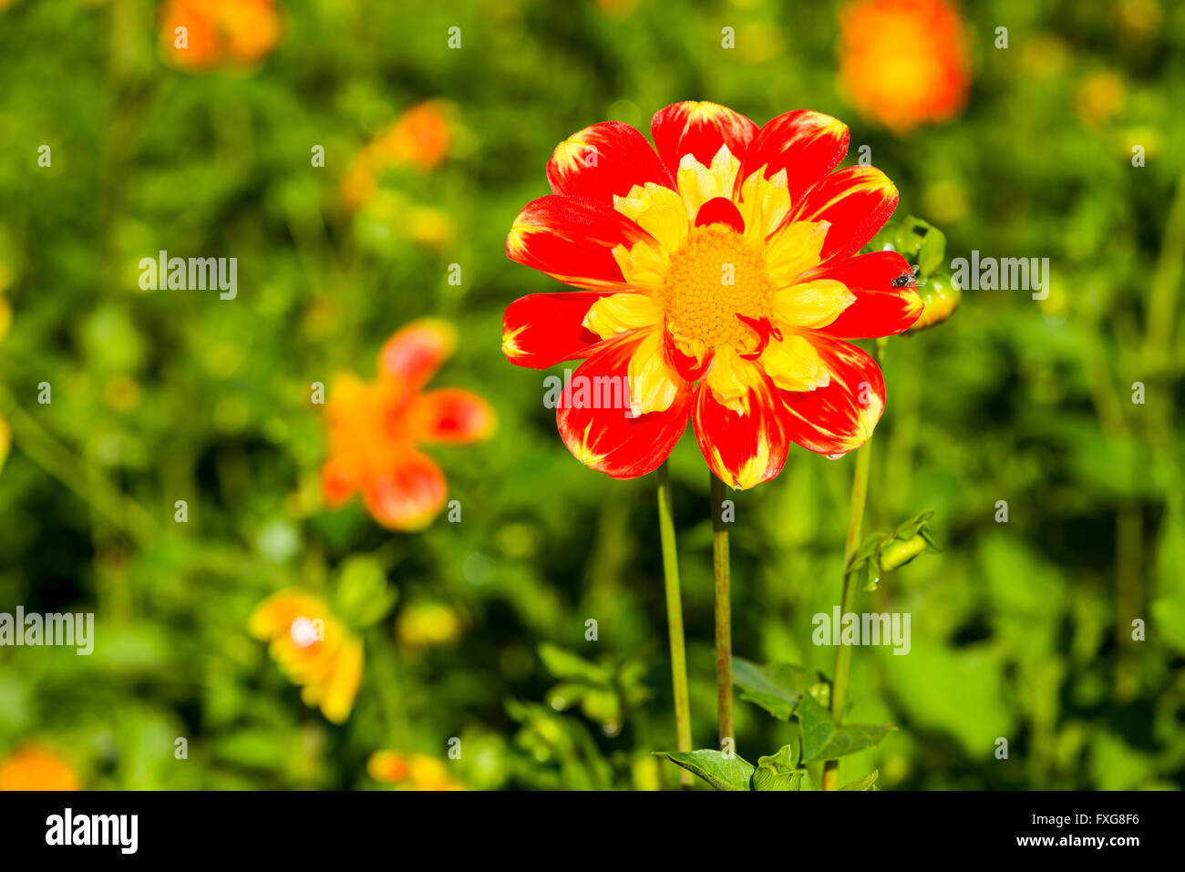 Dahlia (Dahlia sp.) fiore chiamato Pooh, Heidenau, Bassa Sassonia, Germania Foto Stock