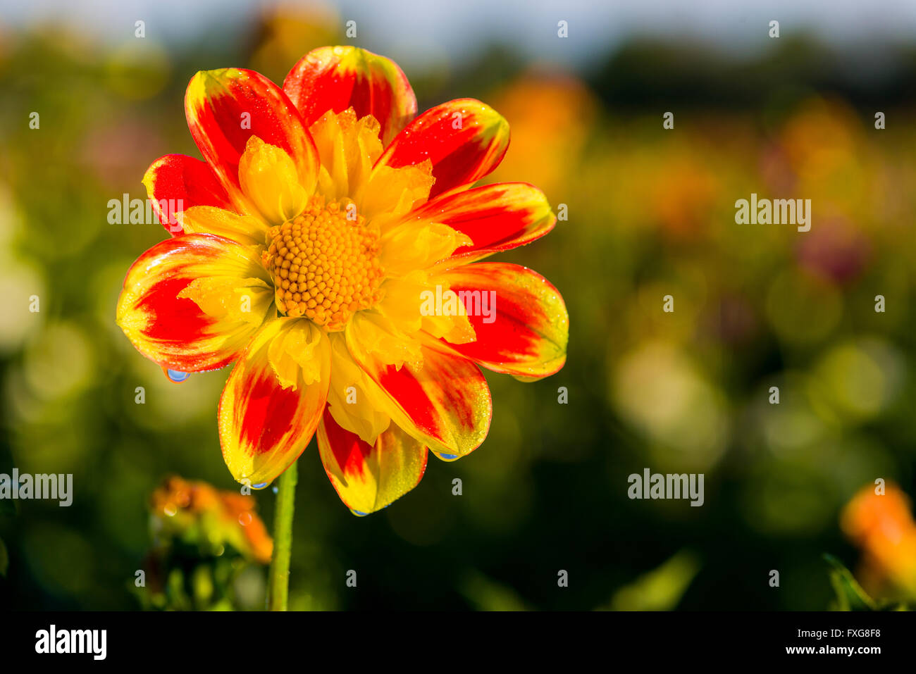 Dahlia (Dahlia sp.) fiore chiamato Pooh, Heidenau, Bassa Sassonia, Germania Foto Stock